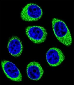 Invitrogen PCDH1 Polyclonal Antibody 400 &mu;L; Unconjugated:Antibodies,