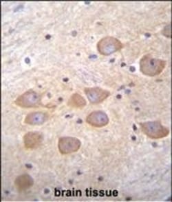 Invitrogen PCDH1 Polyclonal Antibody 400 &mu;L; Unconjugated:Antibodies,