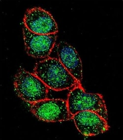 Invitrogen FOXA2 Polyclonal Antibody 400 &mu;L; Unconjugated:Antibodies,