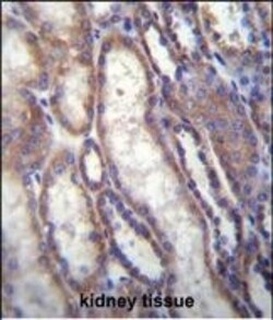Invitrogen FOXA2 Polyclonal Antibody 400 &mu;L; Unconjugated:Antibodies,