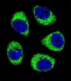 Invitrogen SLC25A6 Polyclonal Antibody 400 &mu;L; Unconjugated:Antibodies,