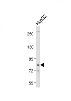Invitrogen DTNA Polyclonal Antibody 400 &mu;L | Buy Online | Invitrogen&trade; | Fisher Scientific