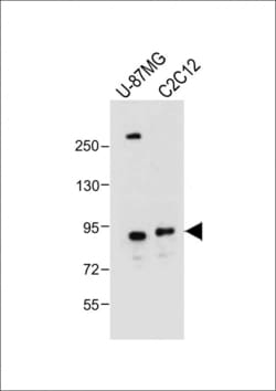 Invitrogen DTNA Polyclonal Antibody 400 &mu;L | Buy Online | Invitrogen&trade; | Fisher Scientific