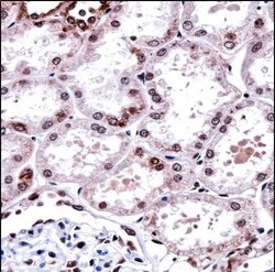 Invitrogen FOXD1 Polyclonal Antibody 400 &mu;L; Unconjugated:Antibodies,