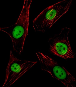 Invitrogen PU.1 Polyclonal Antibody 400 &mu;L; Unconjugated:Antibodies,