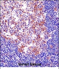 Invitrogen PU.1 Polyclonal Antibody 400 &mu;L; Unconjugated:Antibodies,