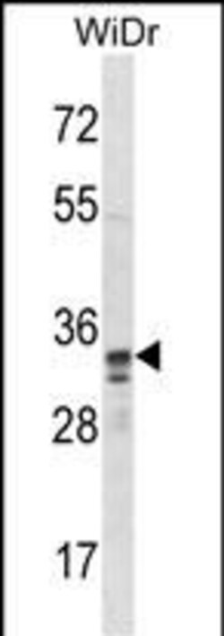 Invitrogen PU.1 Polyclonal Antibody 400 &mu;L; Unconjugated:Antibodies,