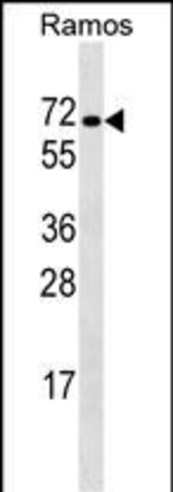 Invitrogen RBPJ Polyclonal Antibody 400 μL; Unconjugated:Antibodies,