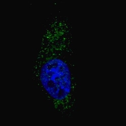 Invitrogen LC3A Polyclonal Antibody 400 &mu;L; Unconjugated:Antibodies,