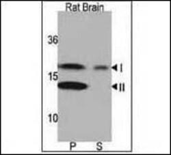 Invitrogen LC3A Polyclonal Antibody 400 &mu;L; Unconjugated:Antibodies,