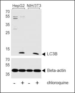 Invitrogen LC3B Polyclonal Antibody 200 &mu;L; Unconjugated:Antibodies,