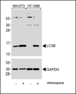 Invitrogen LC3B Polyclonal Antibody 200 &mu;L; Unconjugated:Antibodies,
