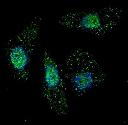 Invitrogen ATG7 Polyclonal Antibody 400 &mu;L; Unconjugated:Antibodies,