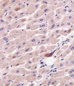 Invitrogen ATG7 Polyclonal Antibody 400 &mu;L; Unconjugated:Antibodies,