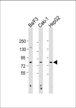 Invitrogen ATG7 Polyclonal Antibody 400 &mu;L; Unconjugated:Antibodies,