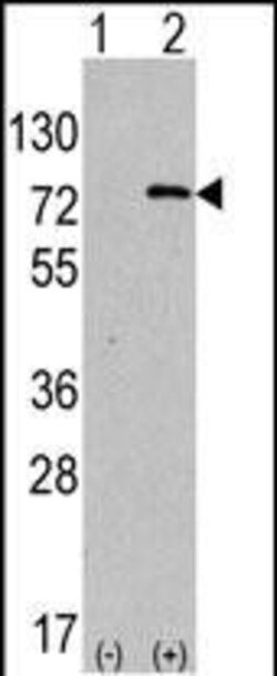 Invitrogen ATG7 Polyclonal Antibody 400 &mu;L; Unconjugated:Antibodies,