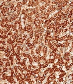 Invitrogen ATG7 Polyclonal Antibody 400 &mu;L; Unconjugated:Antibodies,
