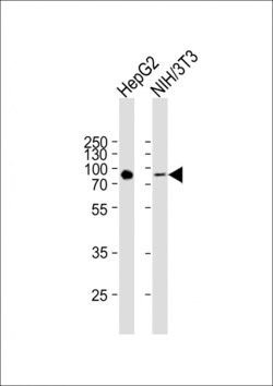 Invitrogen ATG7 Polyclonal Antibody 400 &mu;L; Unconjugated:Antibodies,