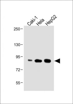 Invitrogen ATG7 Polyclonal Antibody 400 &mu;L; Unconjugated:Antibodies,