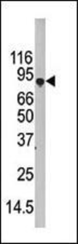 Invitrogen ATG7 Polyclonal Antibody 400 &mu;L; Unconjugated:Antibodies,