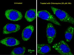 Invitrogen ATG16L1 Polyclonal Antibody 400 &mu;L; Unconjugated:Antibodies,