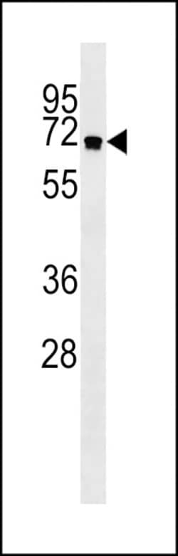 Invitrogen ATG16L1 Polyclonal Antibody 400 &mu;L; Unconjugated:Antibodies,