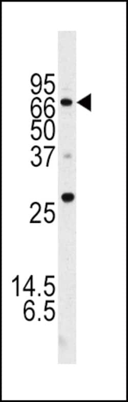 Invitrogen ATG16L1 Polyclonal Antibody 400 &mu;L; Unconjugated:Antibodies,
