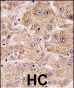 Invitrogen UVRAG Polyclonal Antibody 400 &mu;L; Unconjugated:Antibodies,