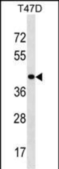 Invitrogen HOXD8 Polyclonal Antibody 400 &mu;L; Unconjugated:Antibodies,