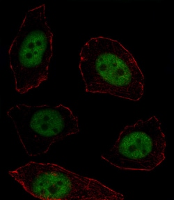 Invitrogen MSX1 Polyclonal Antibody 400 &mu;L; Unconjugated:Antibodies,