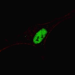 Invitrogen MSX1 Polyclonal Antibody 400 &mu;L; Unconjugated:Antibodies,