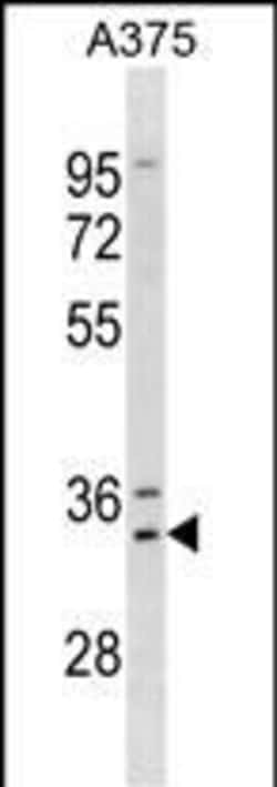 Invitrogen MSX1 Polyclonal Antibody 400 &mu;L; Unconjugated:Antibodies,