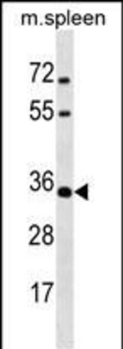 Invitrogen MSX1 Polyclonal Antibody 400 &mu;L; Unconjugated:Antibodies,