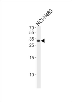 Invitrogen ASCL1 Polyclonal Antibody 400 &mu;L; Unconjugated:Antibodies,