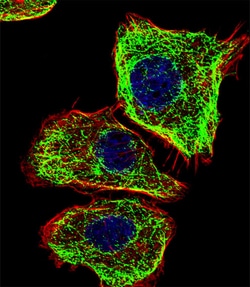 Invitrogen DMRTA2 Polyclonal Antibody 400 μL; Unconjugated:Antibodies,