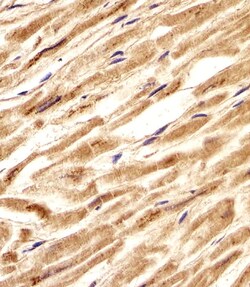 Invitrogen ZNF9 Polyclonal Antibody 400 &mu;L; Unconjugated:Antibodies,