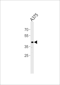Invitrogen SIRPB1 Polyclonal Antibody 400 &mu;L; Unconjugated:Antibodies,