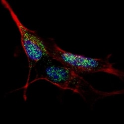 Invitrogen KLF4 Polyclonal Antibody 400 &mu;L | Buy Online | Invitrogen&trade; | Fisher Scientific