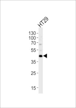 Invitrogen KLF4 Polyclonal Antibody 400 &mu;L | Buy Online | Invitrogen&trade; | Fisher Scientific