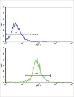 Invitrogen APRT Polyclonal Antibody 400 &mu;L; Unconjugated:Antibodies,
