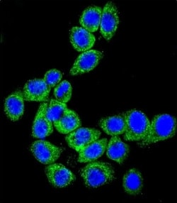 Invitrogen CD46 Polyclonal Antibody 400 μL; Unconjugated:Antibodies,