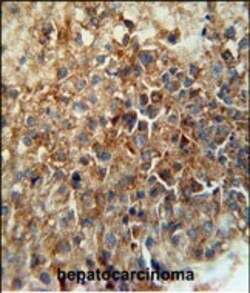 Invitrogen CD46 Polyclonal Antibody 400 μL; Unconjugated:Antibodies,