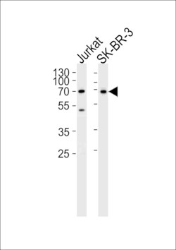 Invitrogen CD46 Polyclonal Antibody 400 μL; Unconjugated:Antibodies,