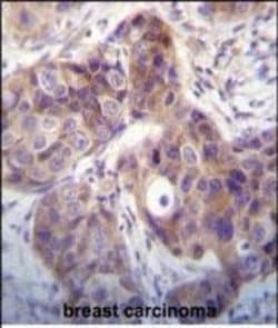 Invitrogen Kallikrein 6 Polyclonal Antibody 400 &mu;L; Unconjugated:Antibodies,