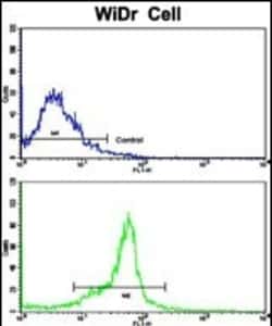 Invitrogen PTP4A2 Polyclonal Antibody 400 &mu;L; Unconjugated:Antibodies,