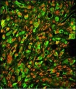 Invitrogen PTP4A2 Polyclonal Antibody 400 &mu;L; Unconjugated:Antibodies,