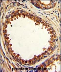 Invitrogen PTP4A2 Polyclonal Antibody 400 &mu;L; Unconjugated:Antibodies,