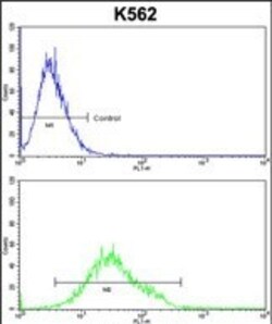 Invitrogen GTF2I Polyclonal Antibody 400 &mu;L; Unconjugated:Antibodies,