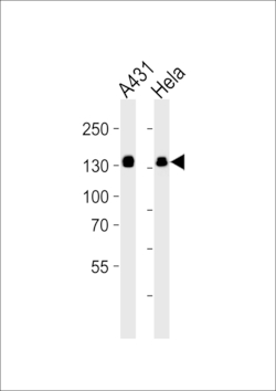 Invitrogen GTF2I Polyclonal Antibody 400 &mu;L; Unconjugated:Antibodies,