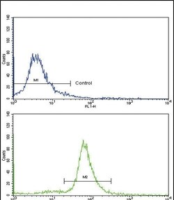Invitrogen OTC Polyclonal Antibody 400 &mu;L; Unconjugated:Antibodies,